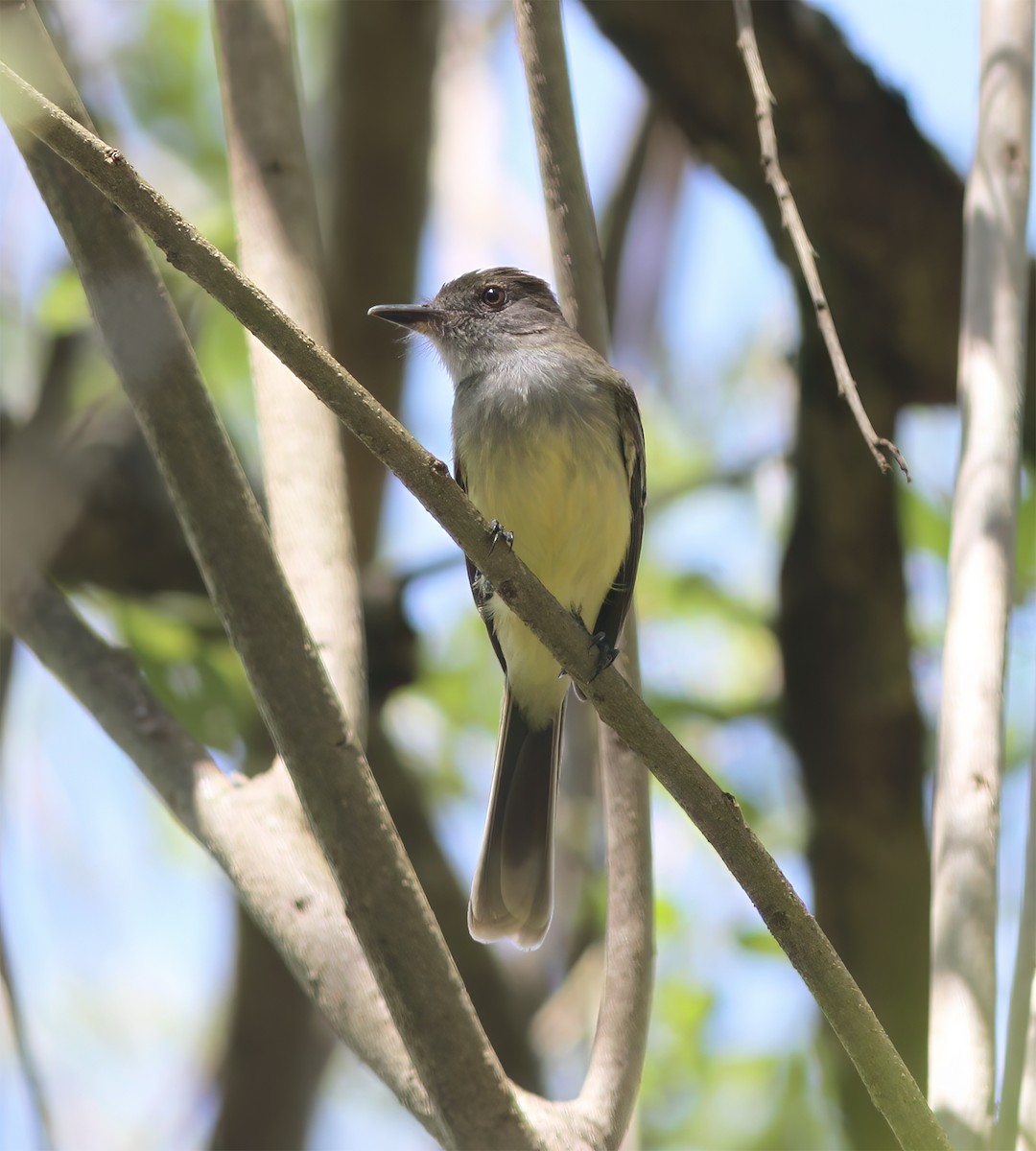 Apical Flycatcher - ML627795454