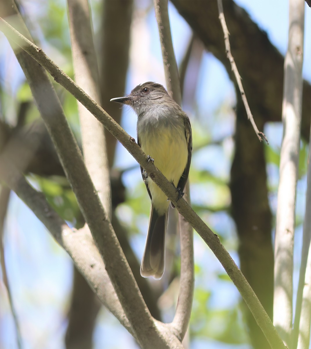 Apical Flycatcher - ML627795455