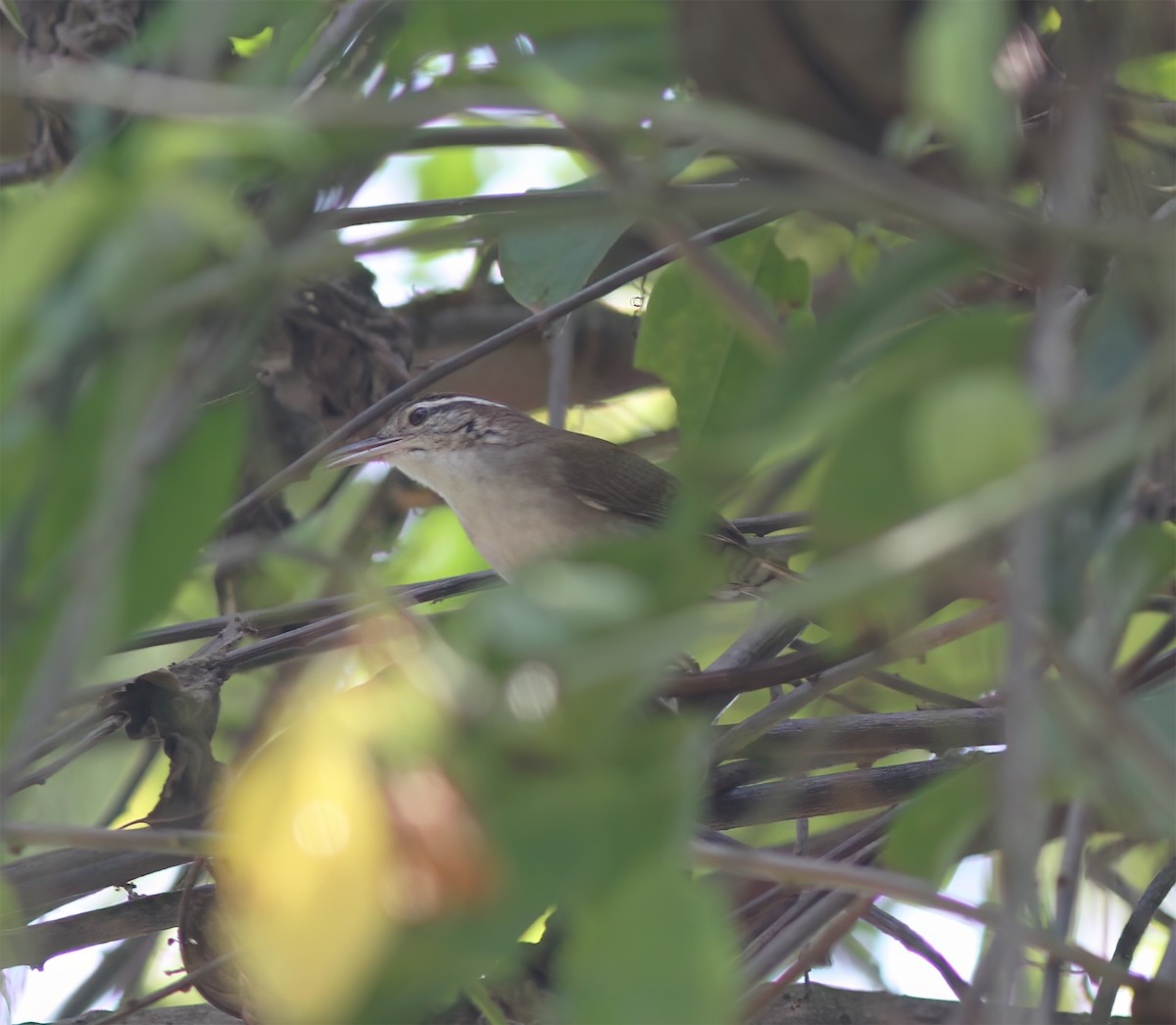 Antioquia Wren - ML627795465