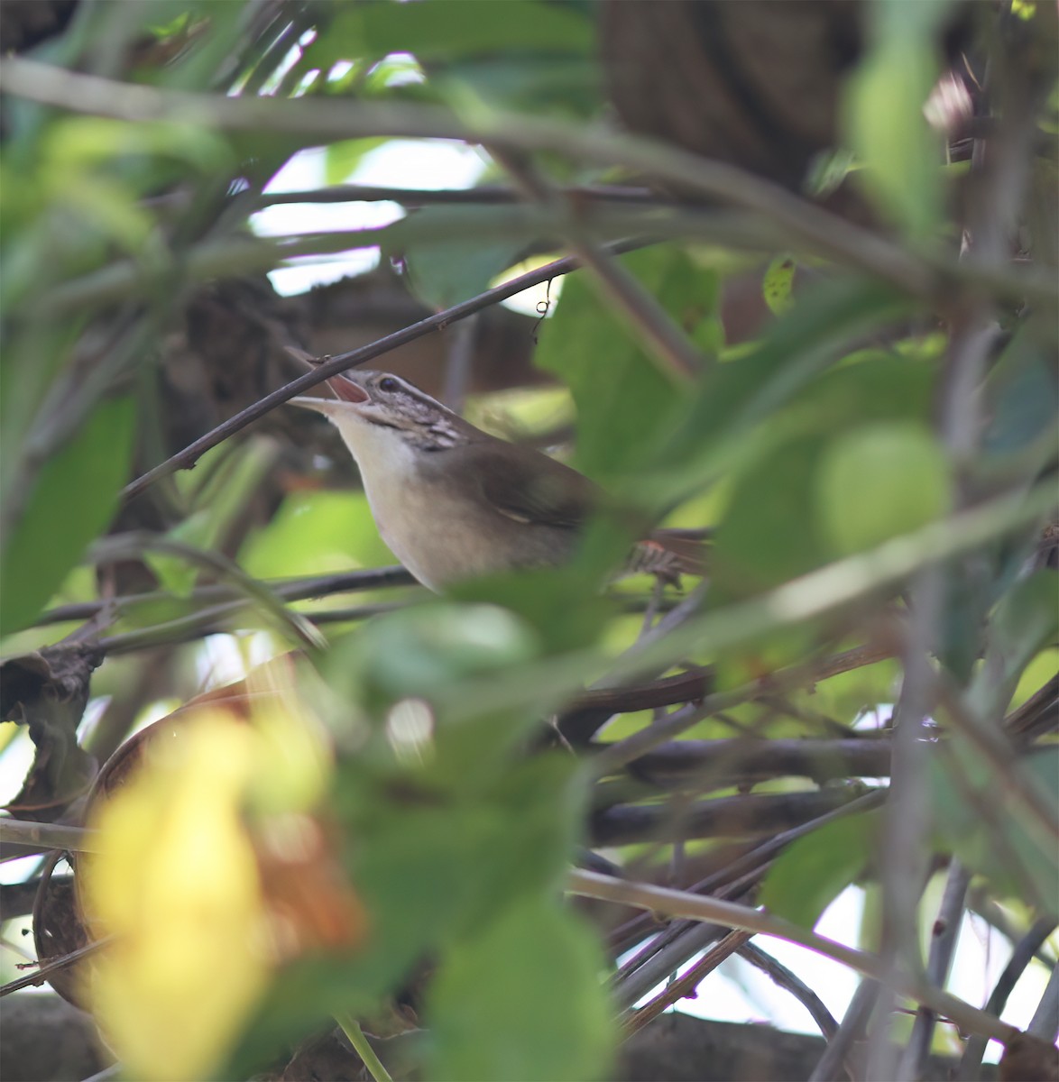 Antioquia Wren - ML627795466