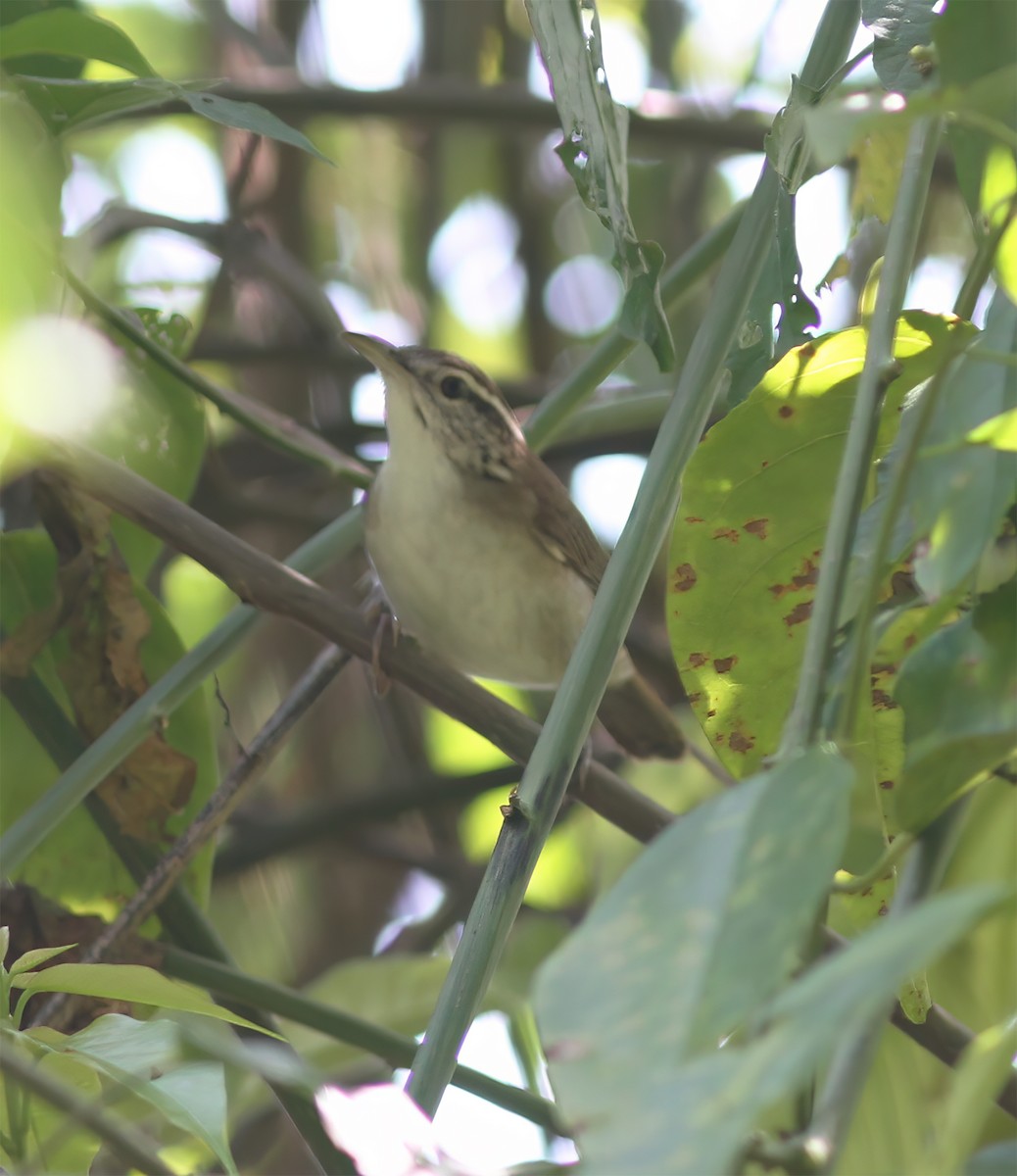 Antioquia Wren - ML627795467