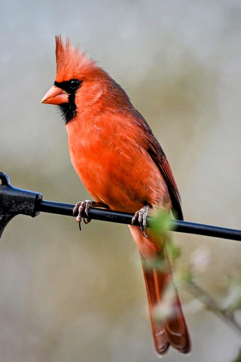 Northern Cardinal - ML627795475