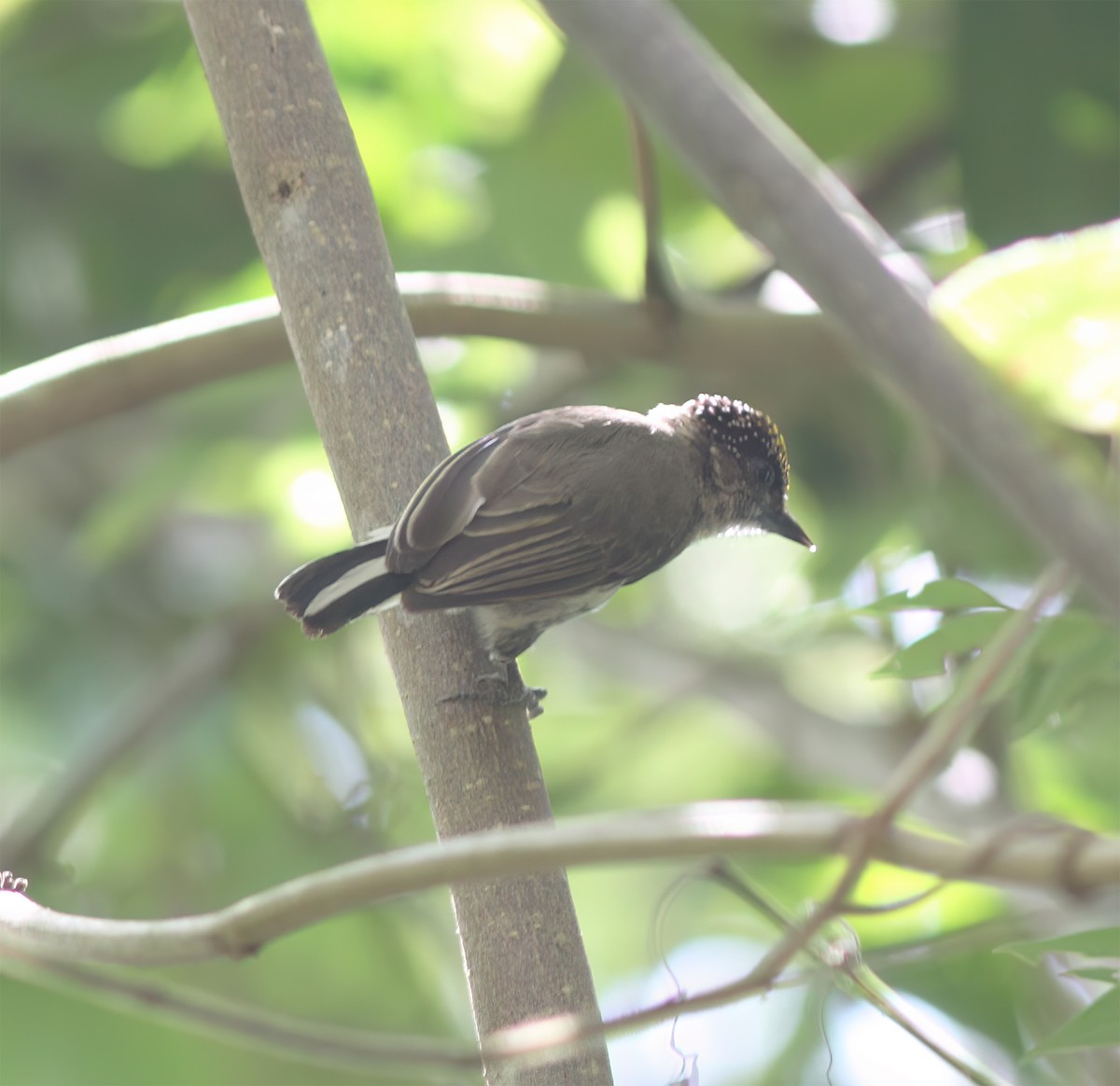 Grayish Piculet - ML627795479