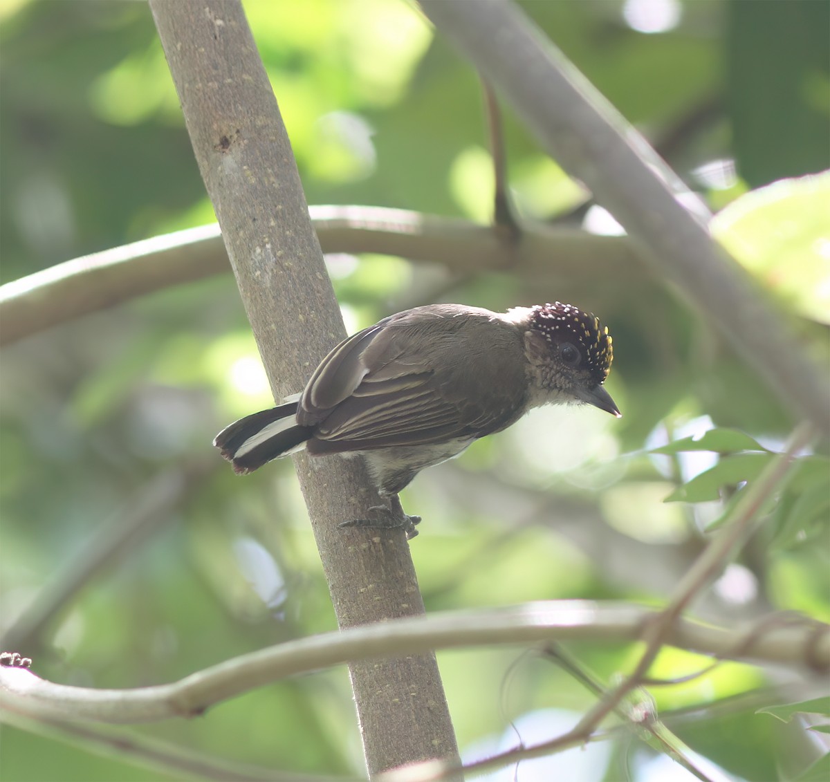 Grayish Piculet - ML627795480