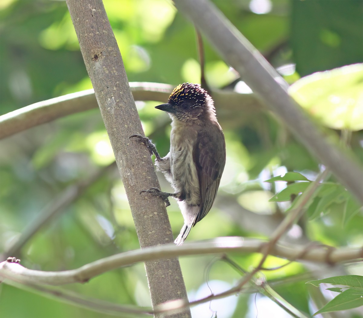 Grayish Piculet - ML627795481