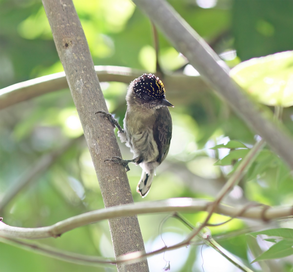 Grayish Piculet - ML627795482