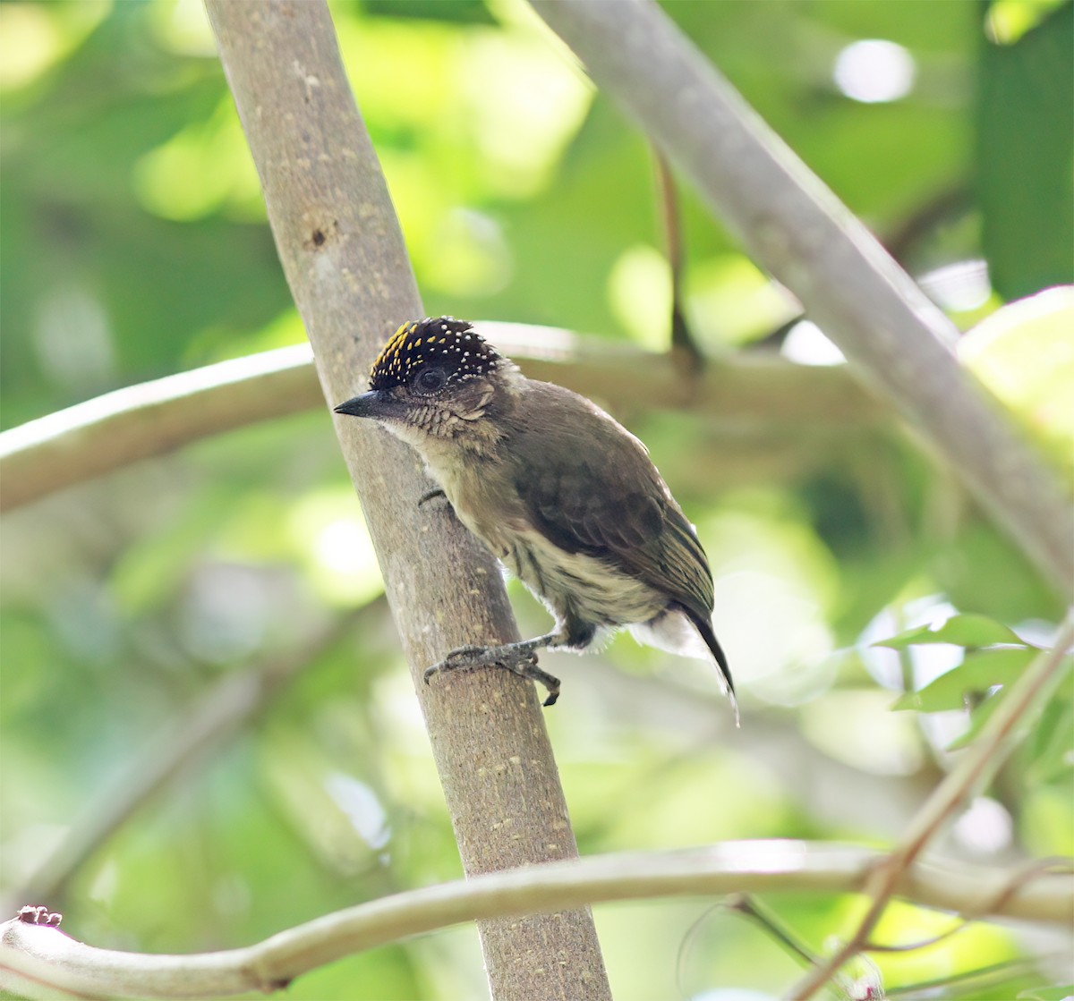 Grayish Piculet - ML627795483