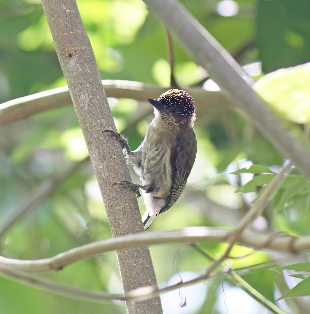 Grayish Piculet - ML627795484