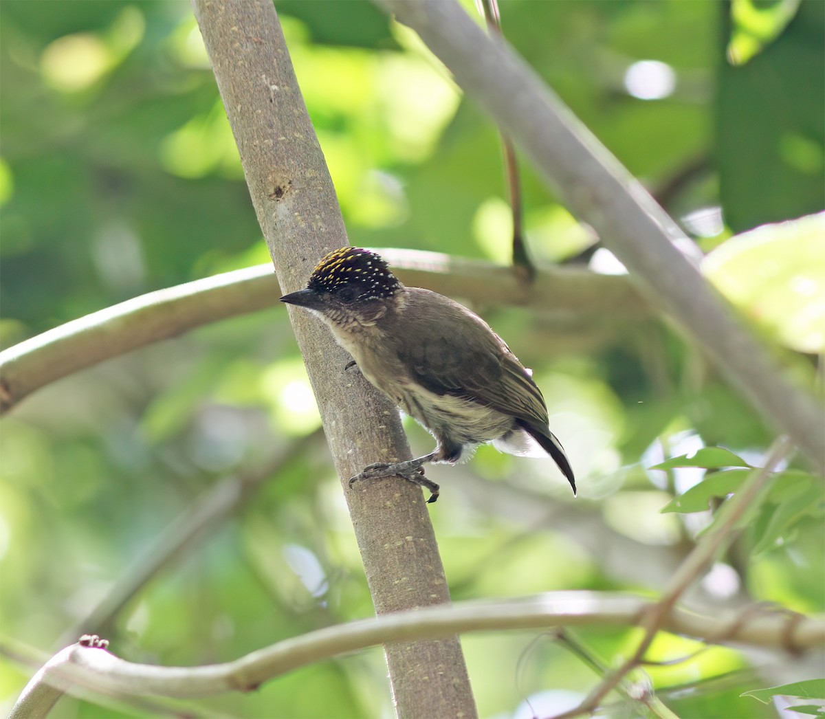 Grayish Piculet - ML627795485