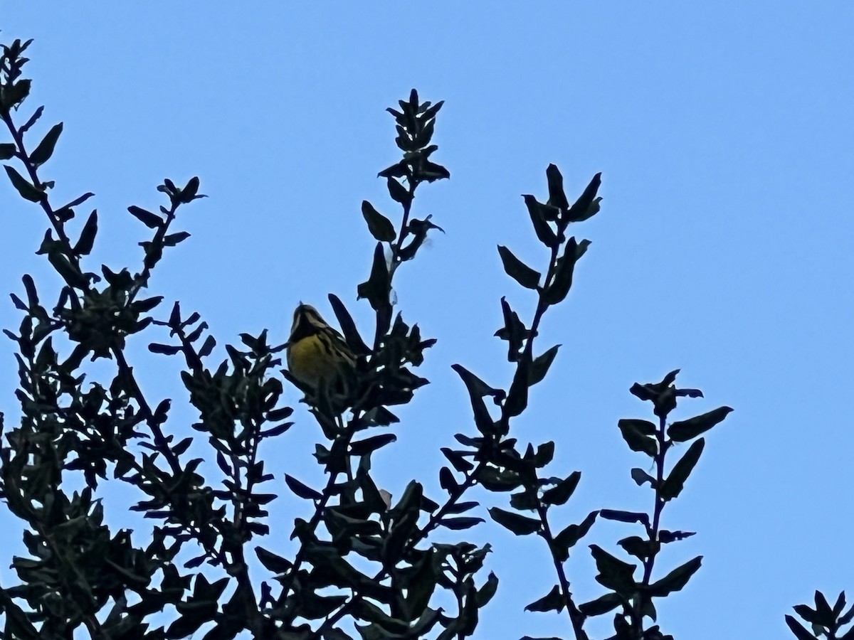 Townsend's Warbler - ML627795518