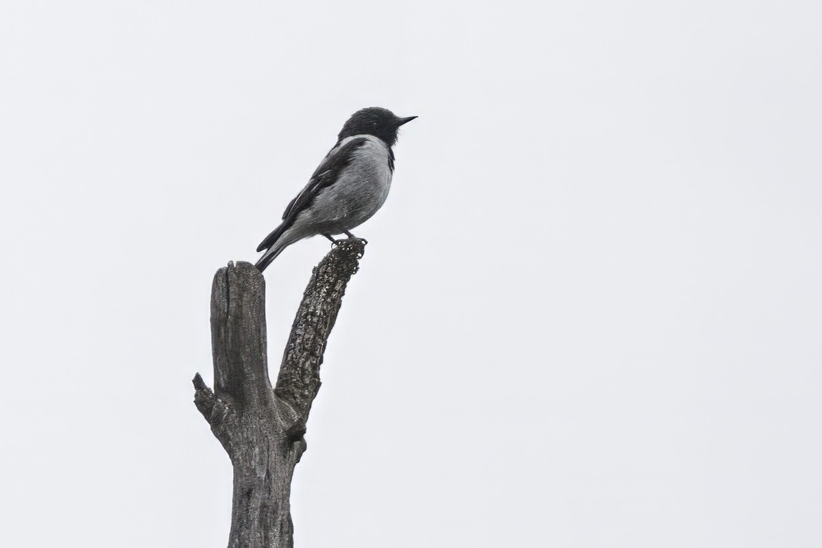 Hooded Robin - ML627795565