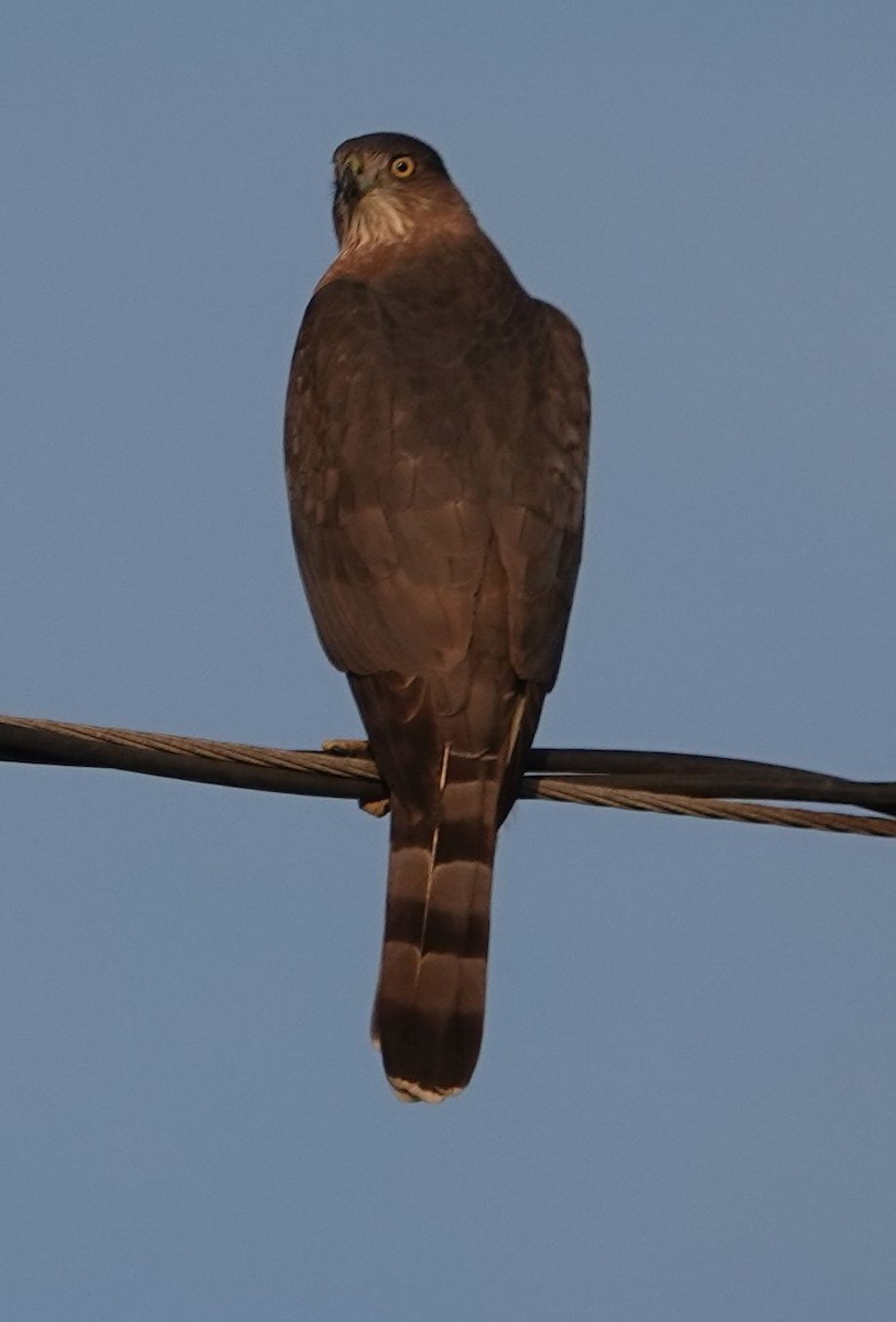 Cooper's Hawk - ML627795566