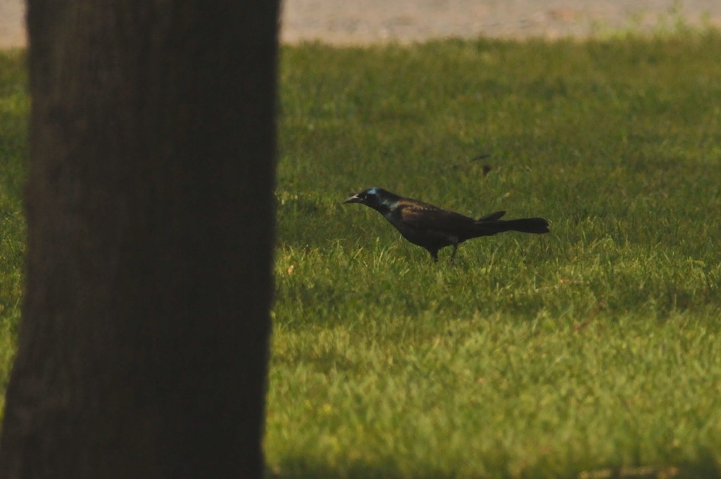 Common Grackle - ML627795728