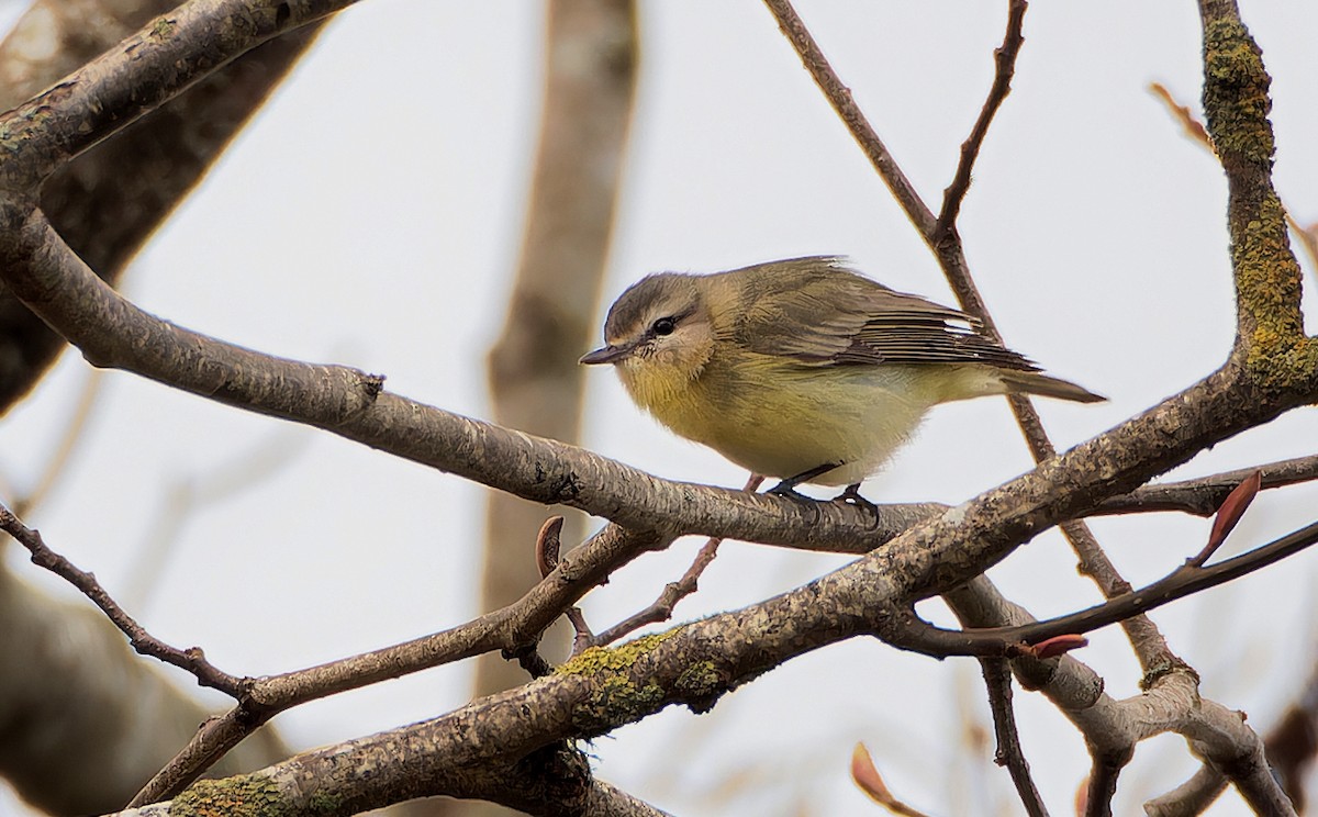 Philadelphia Vireo - ML627795817