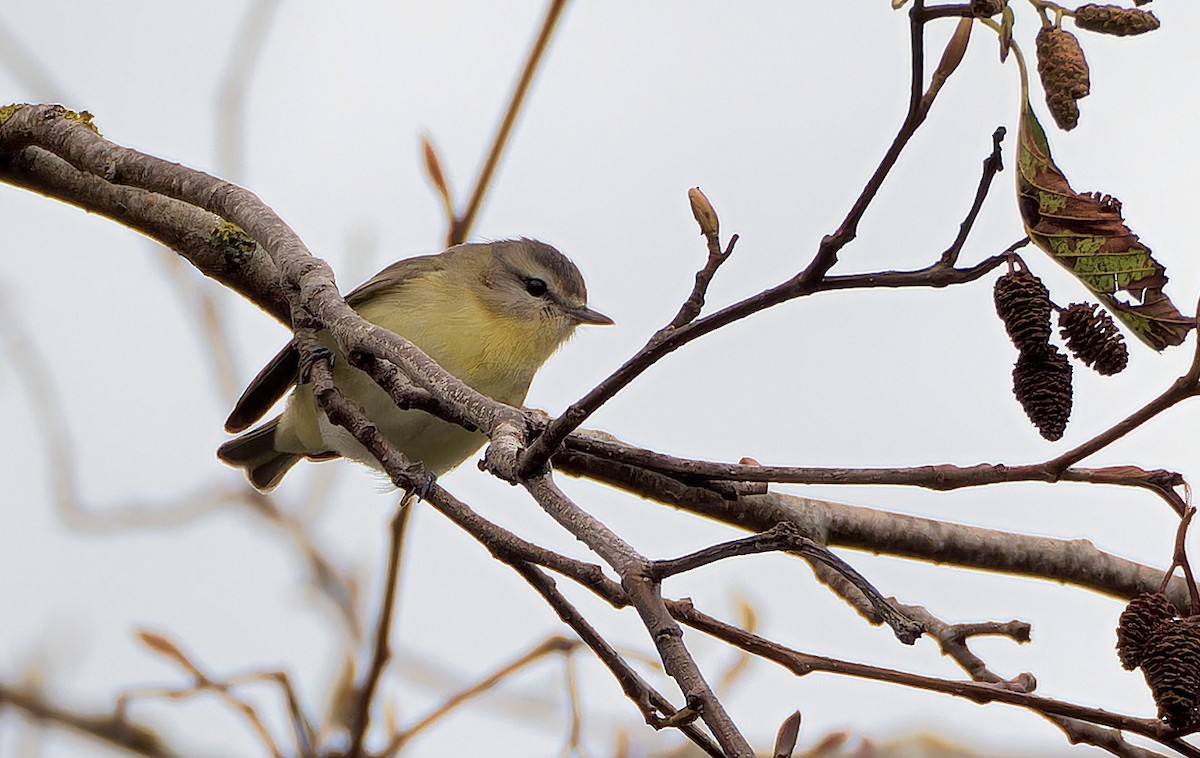 Philadelphia Vireo - ML627795818