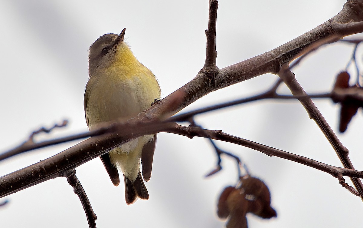 Philadelphia Vireo - ML627795819