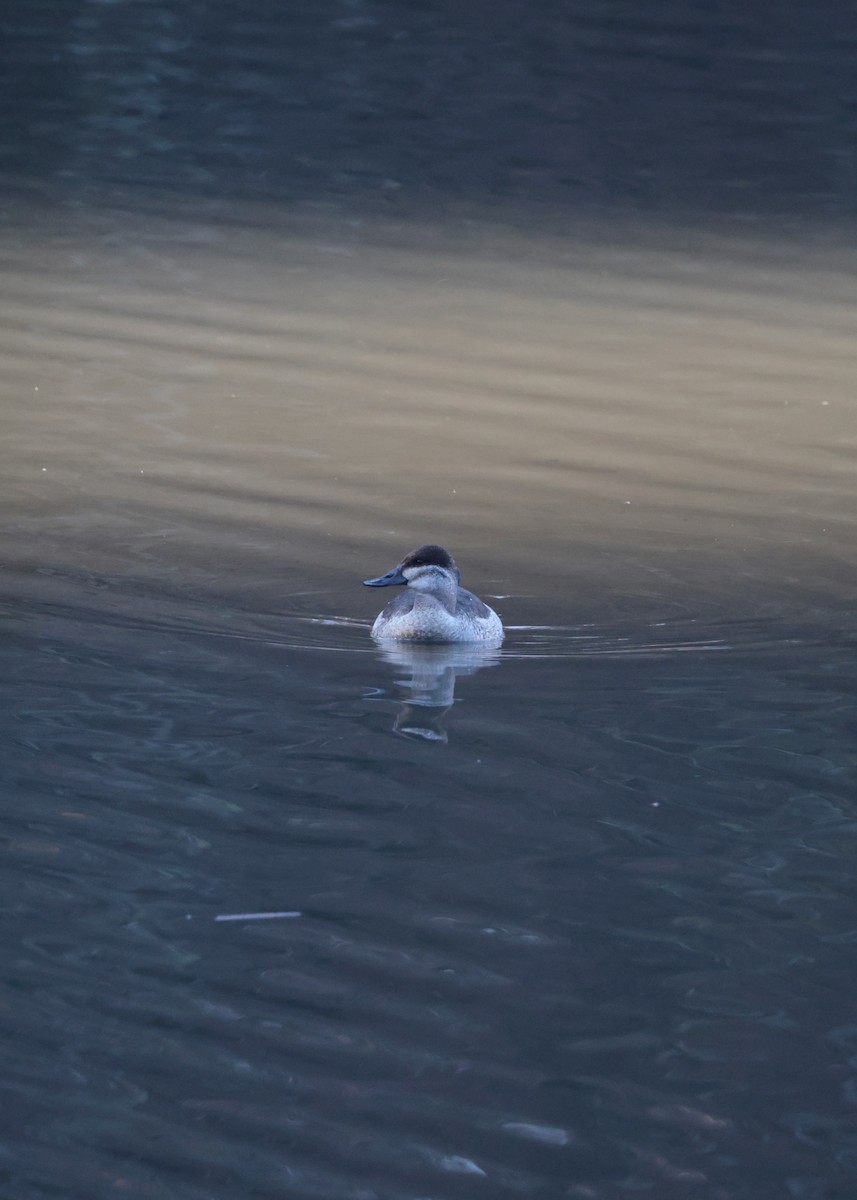 Ruddy Duck - ML627795855