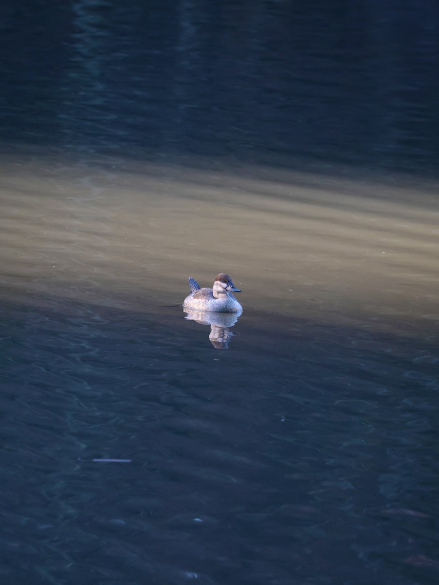 Ruddy Duck - ML627795856