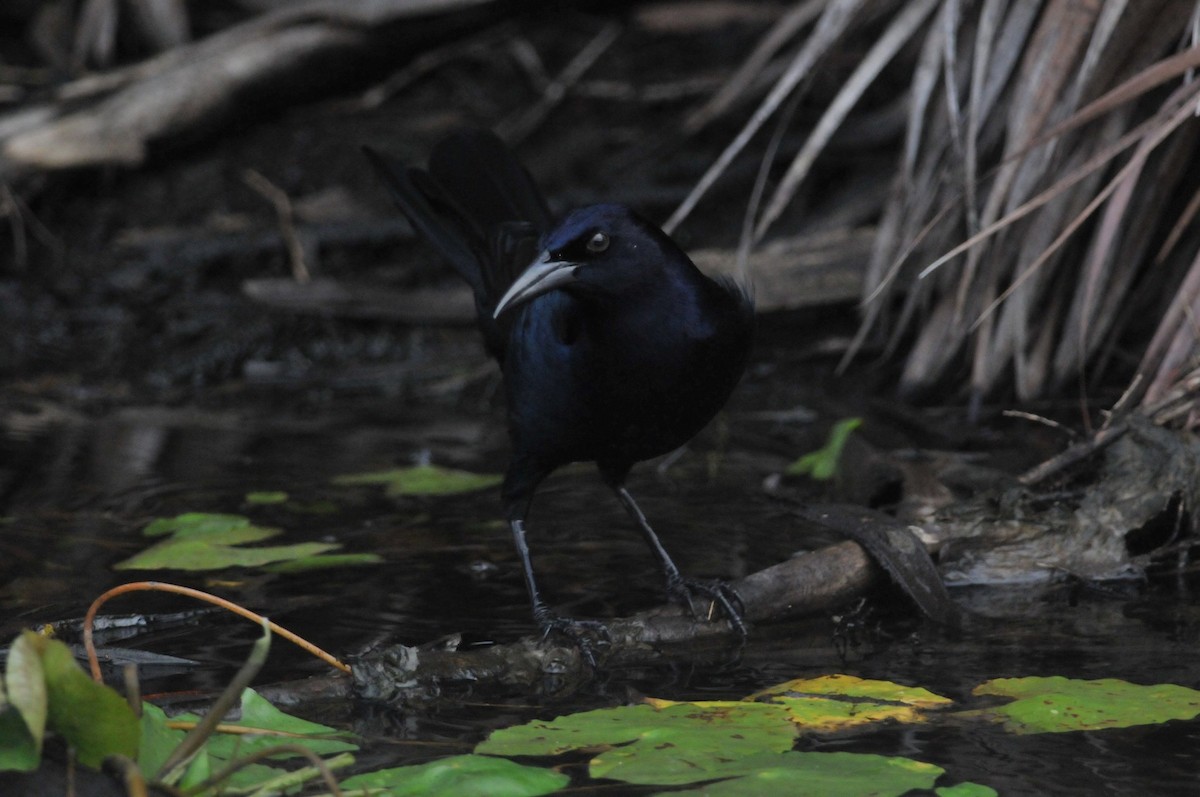 Common Grackle - ML627796001