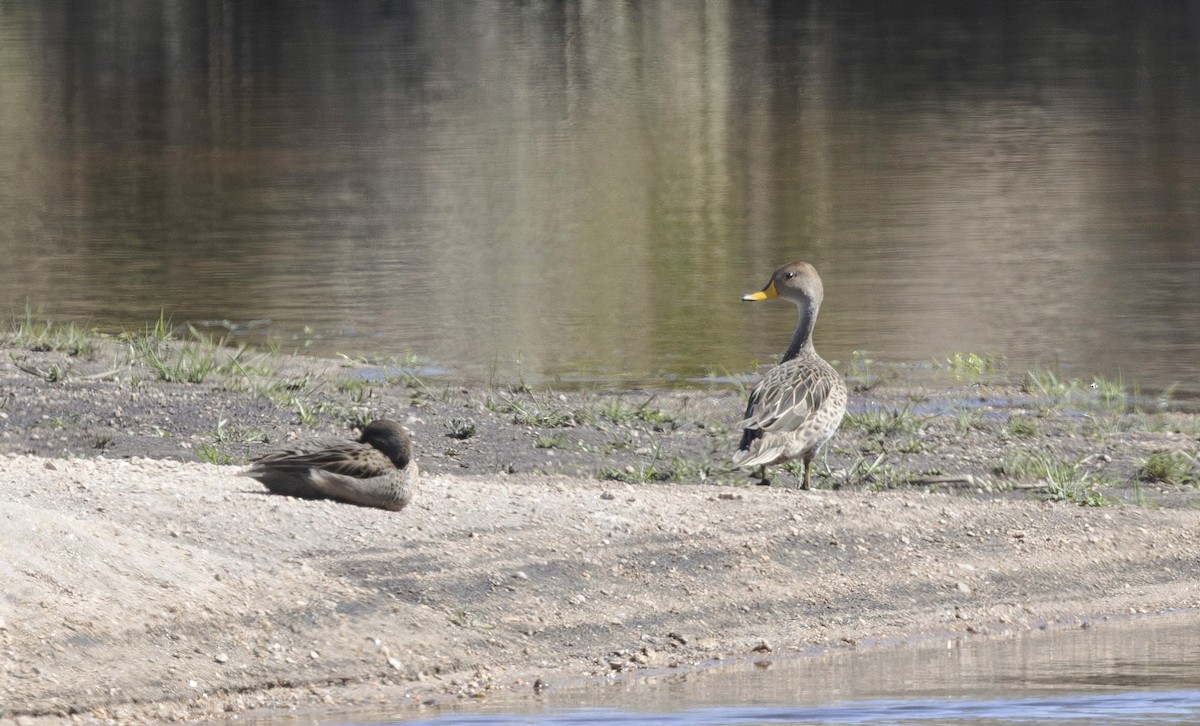 Yellow-billed Pintail - ML627796063