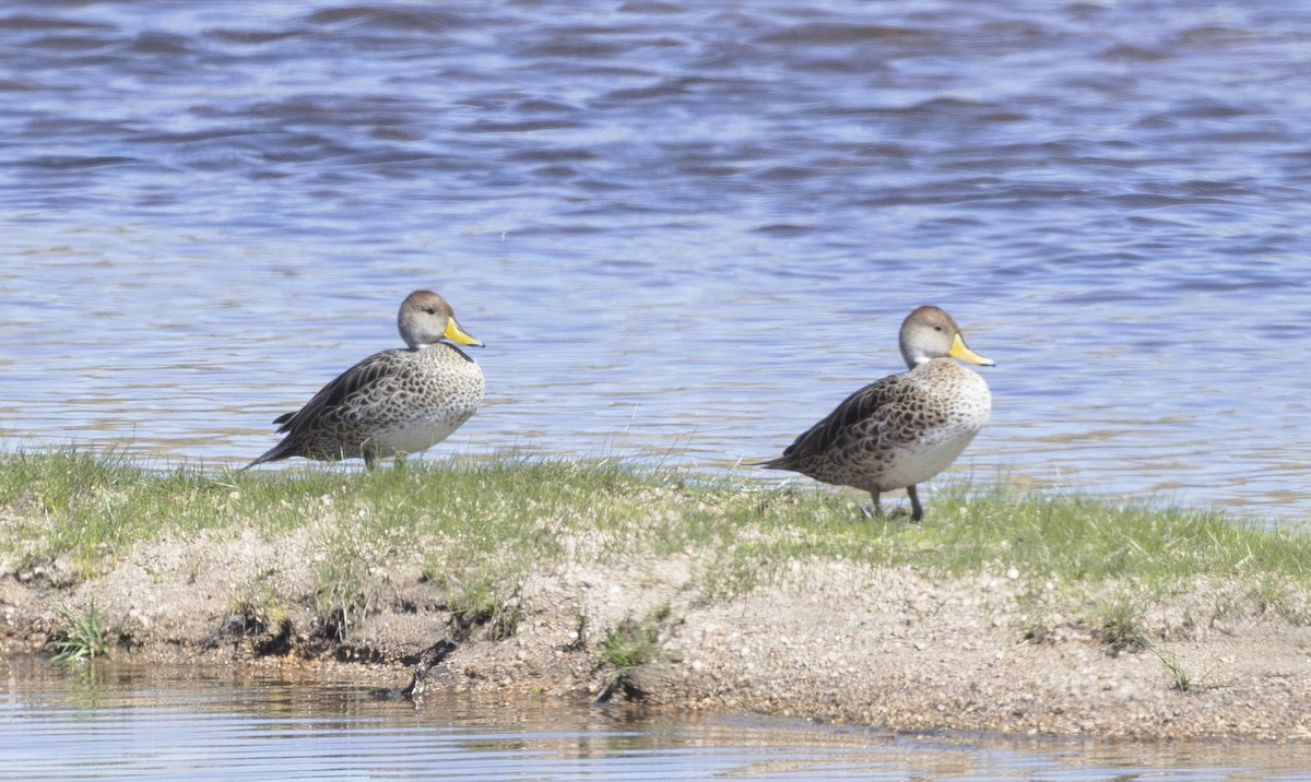 Yellow-billed Pintail - ML627796064