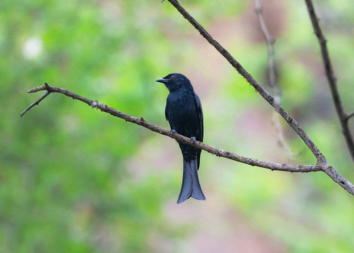 Çatal Kuyruklu Drongo - ML627796067