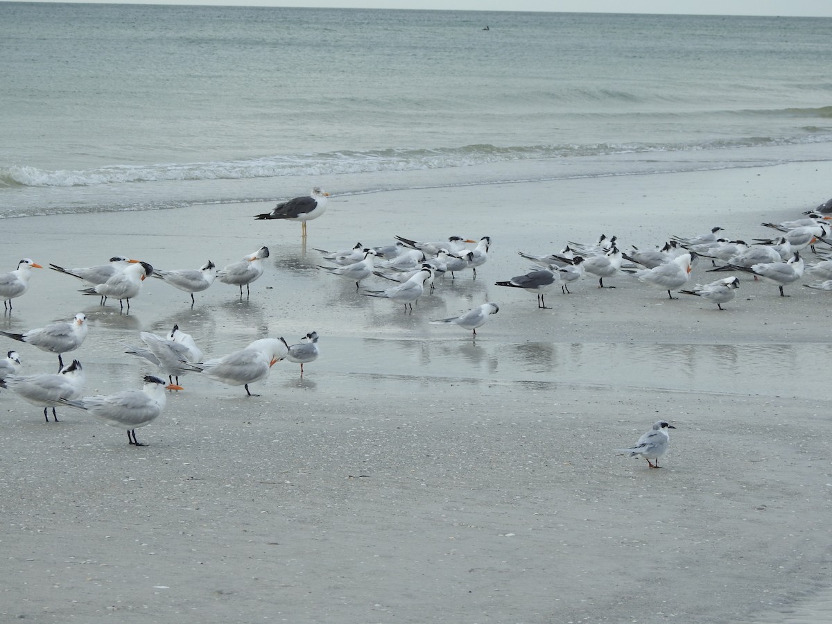 Forster's Tern - ML627796068