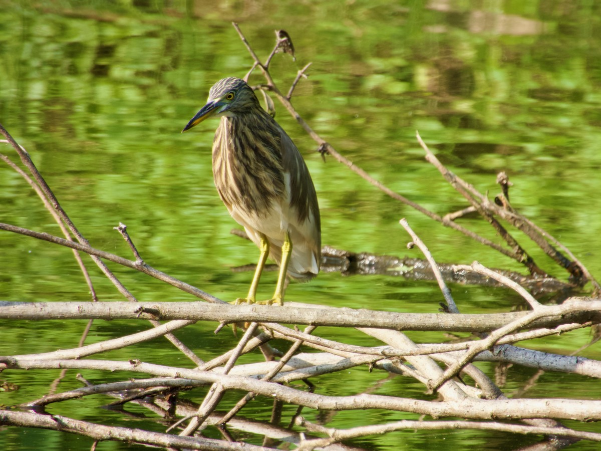 mangrovehegre - ML627796088