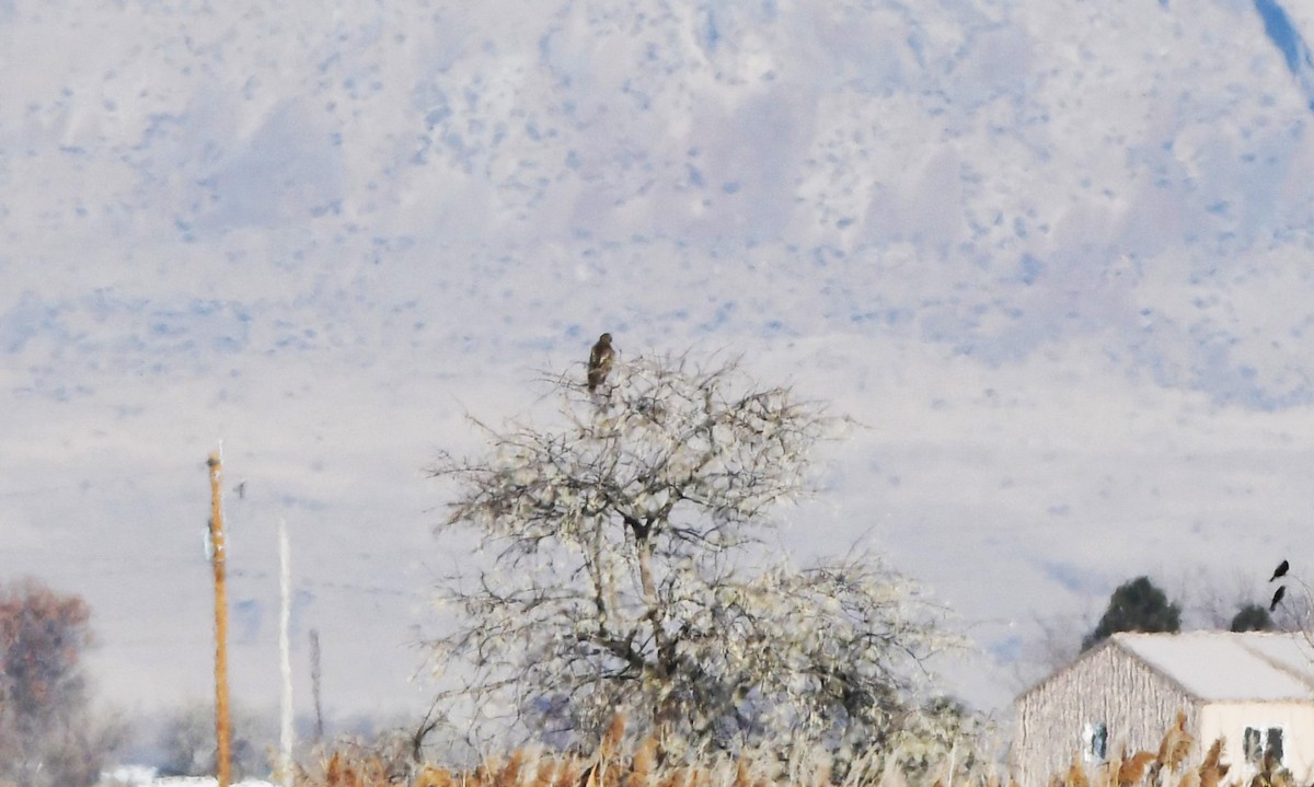 Red-tailed Hawk (calurus/alascensis) - ML627796181