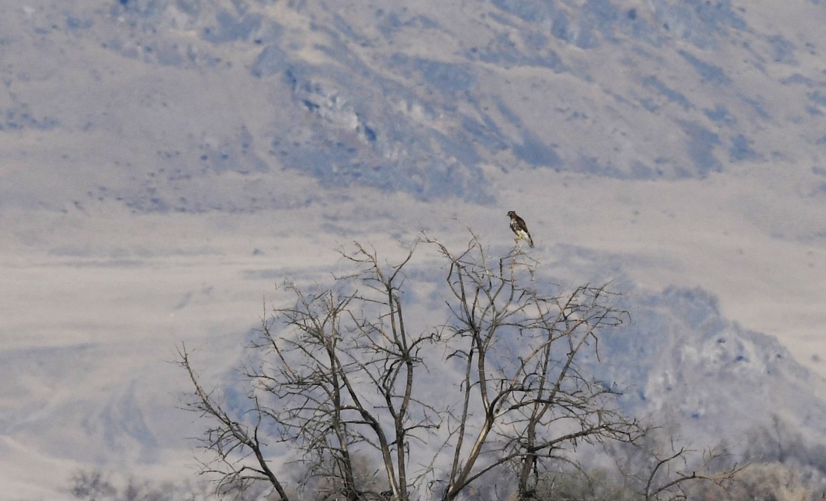 Red-tailed Hawk (calurus/alascensis) - ML627796182