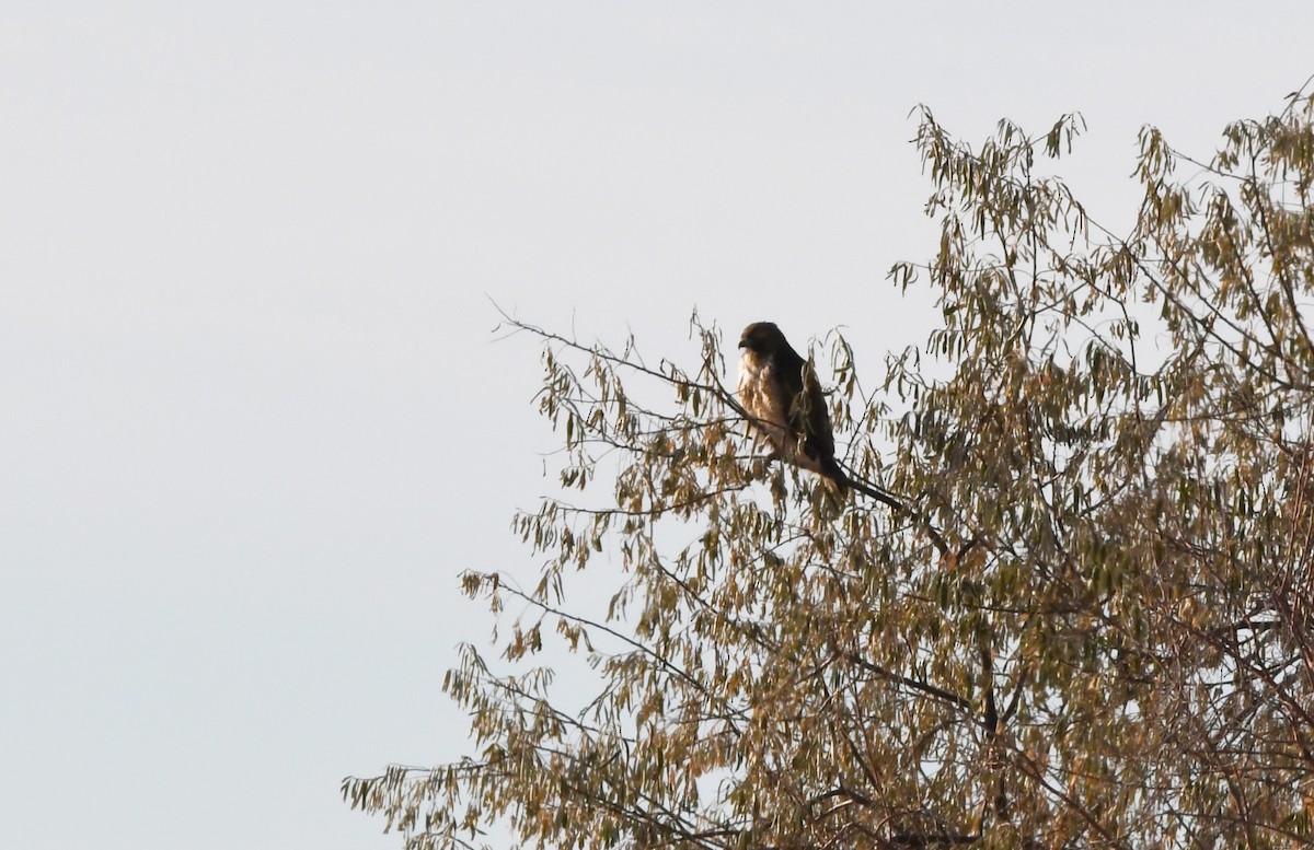 Red-tailed Hawk (calurus/alascensis) - ML627796183