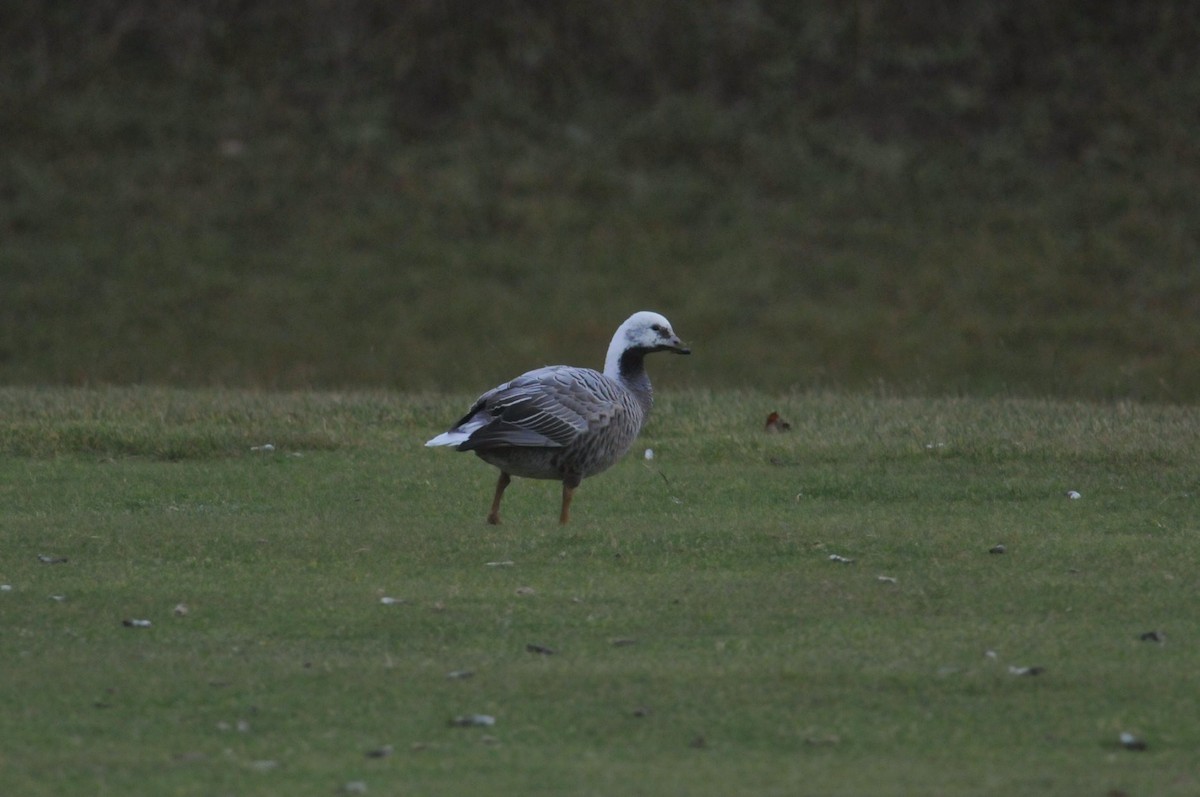 Emperor Goose - ML627796231