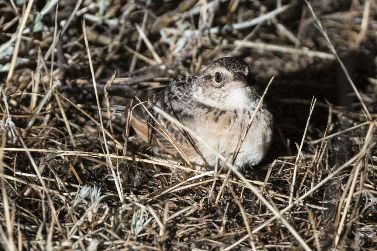 Singing Bushlark (Australasian) - ML627796239