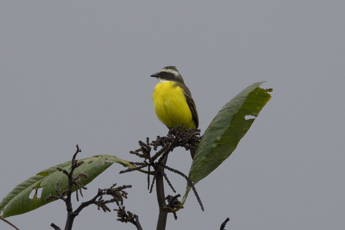 Social Flycatcher - ML627796242