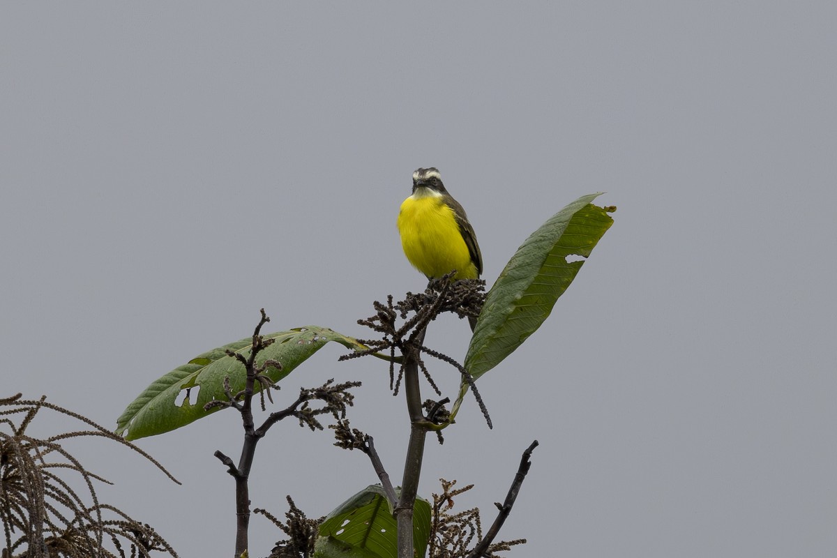 Social Flycatcher - ML627796243