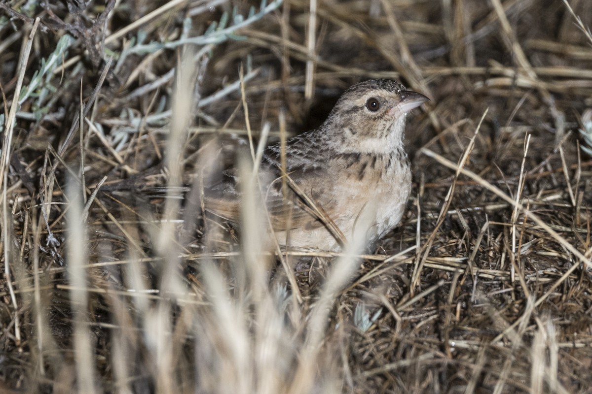 Singing Bushlark (Australasian) - ML627796244