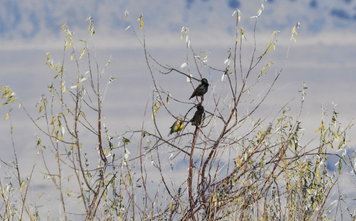 European Starling - ML627796259