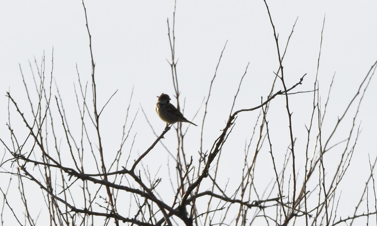 House Sparrow - ML627796297