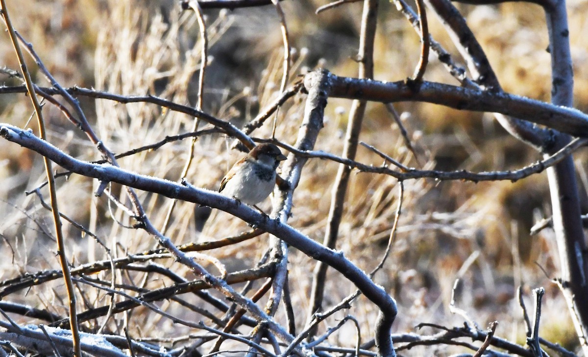 House Sparrow - ML627796299