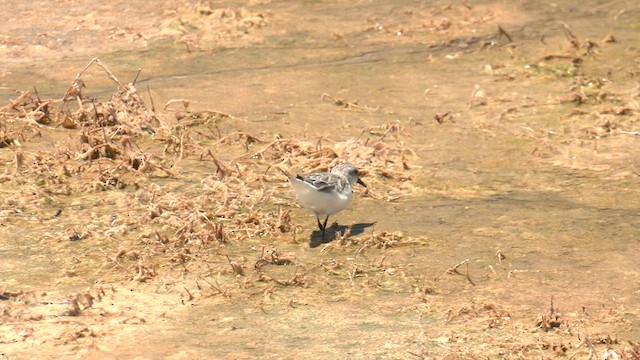 Red-necked Stint - ML627796329