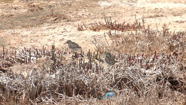 Sharp-tailed Sandpiper - ML627796343