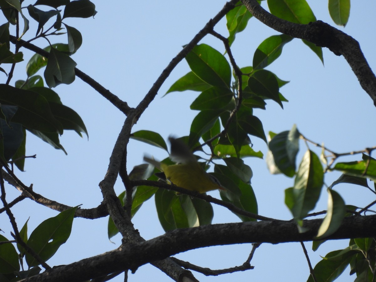 Gray-hooded Warbler - ML627796383