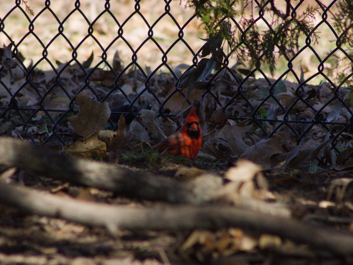 Northern Cardinal - ML627796518