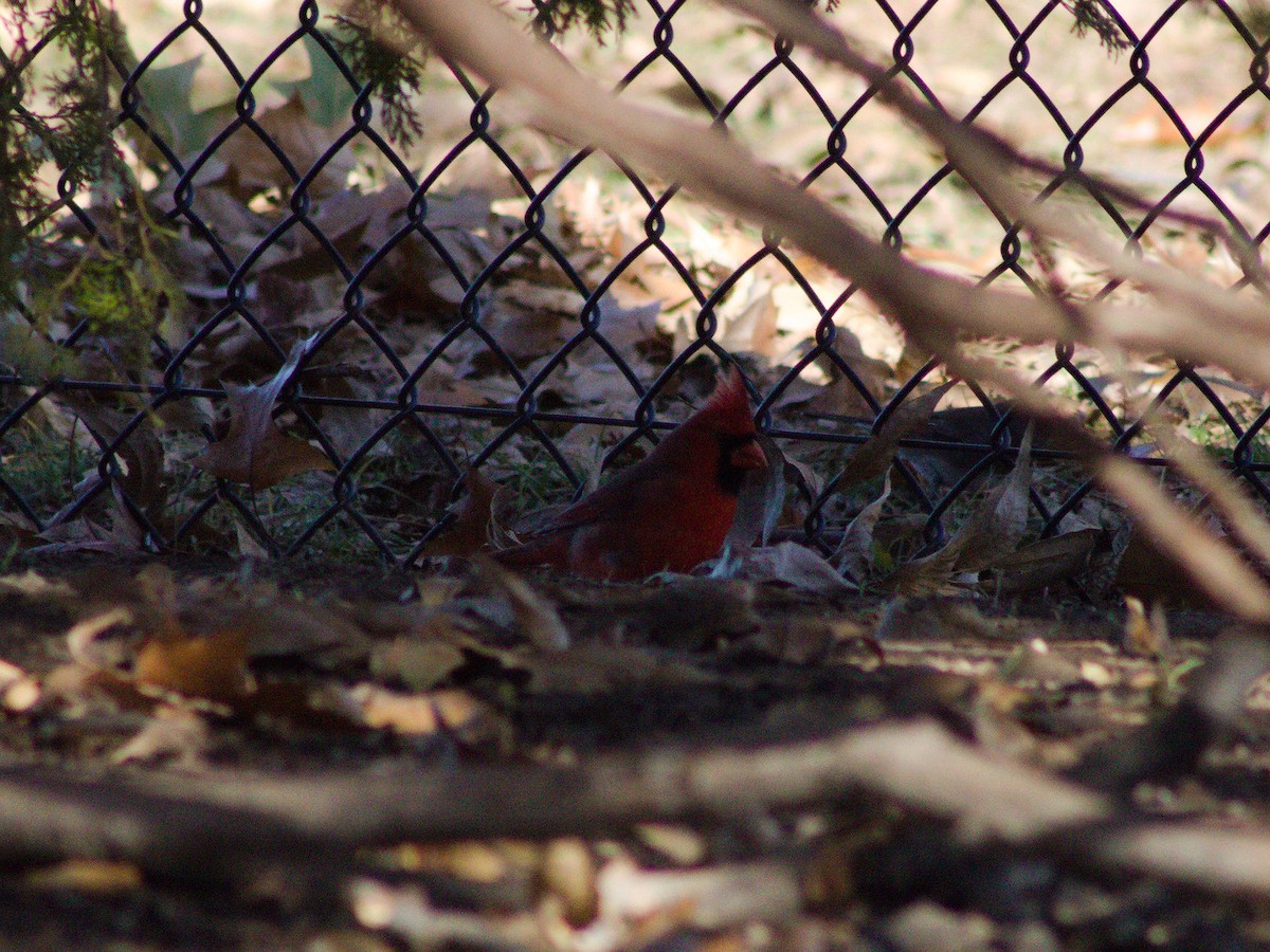 Northern Cardinal - ML627796519