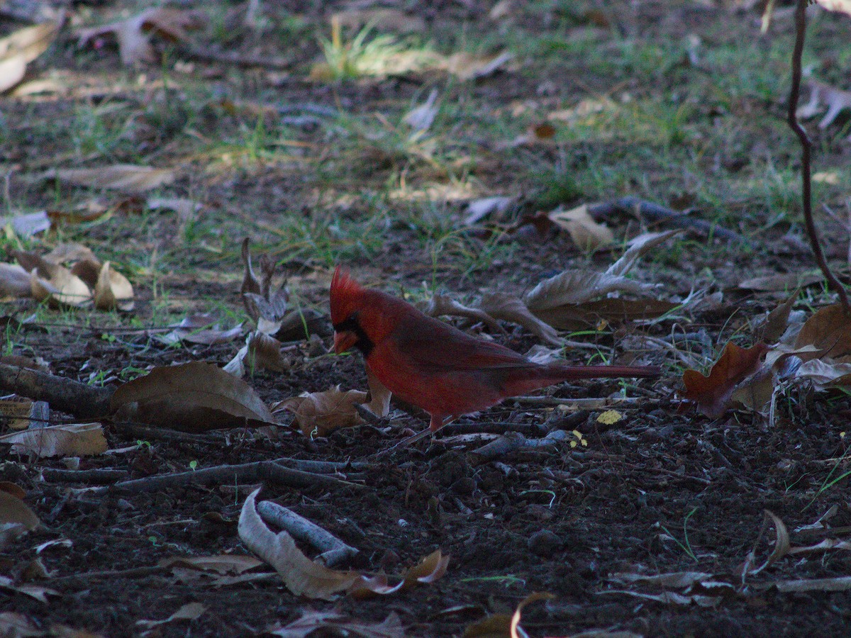 Northern Cardinal - ML627796520