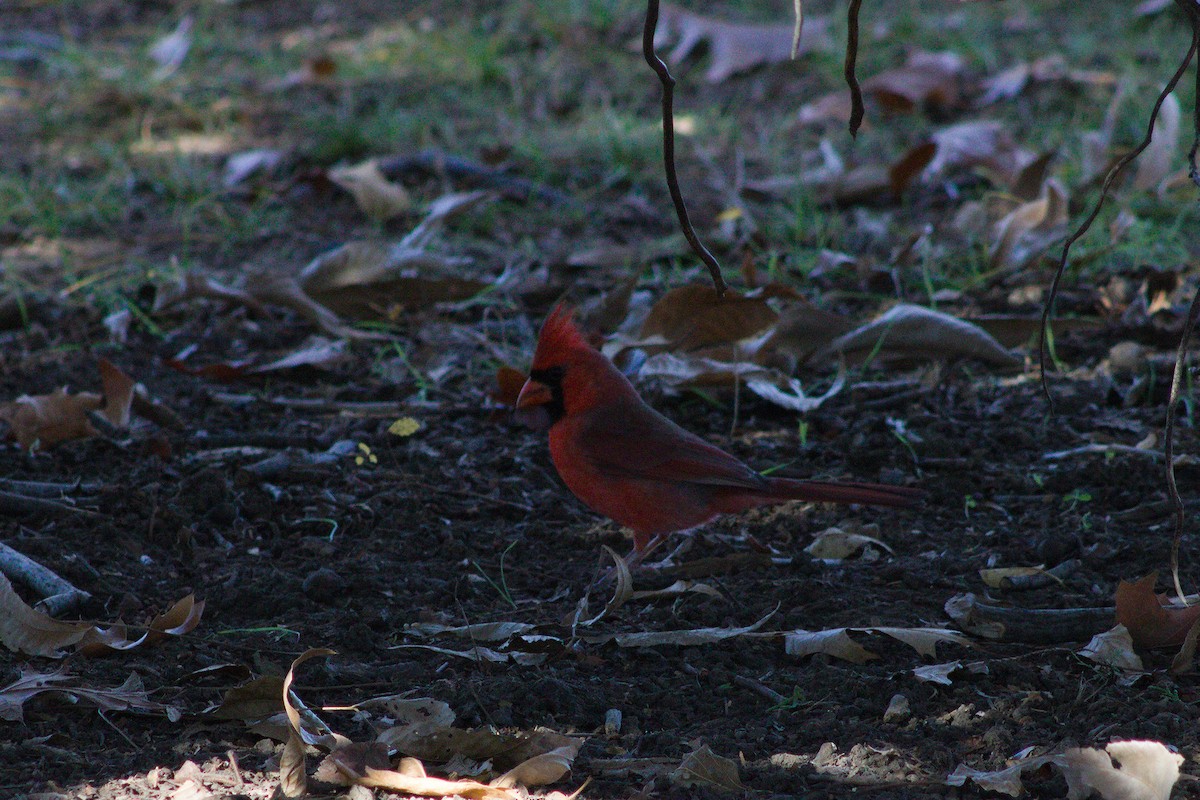 Northern Cardinal - ML627796521