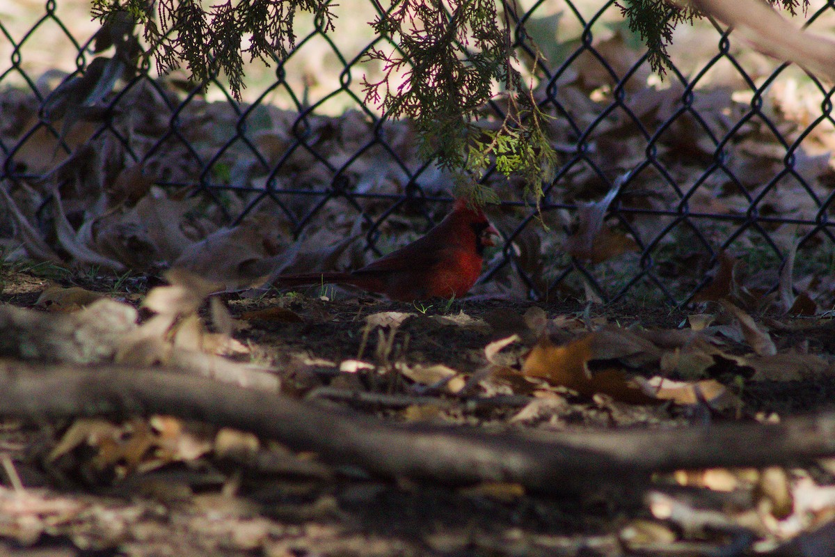 Northern Cardinal - ML627796522