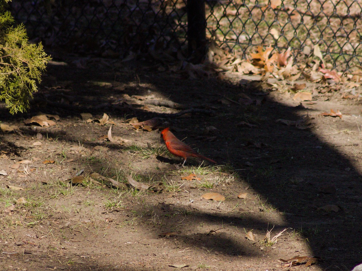 Northern Cardinal - ML627796523