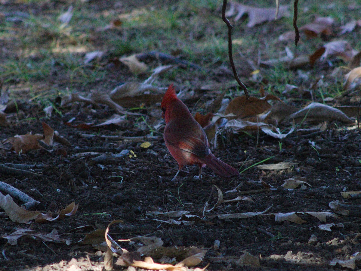 Northern Cardinal - ML627796524