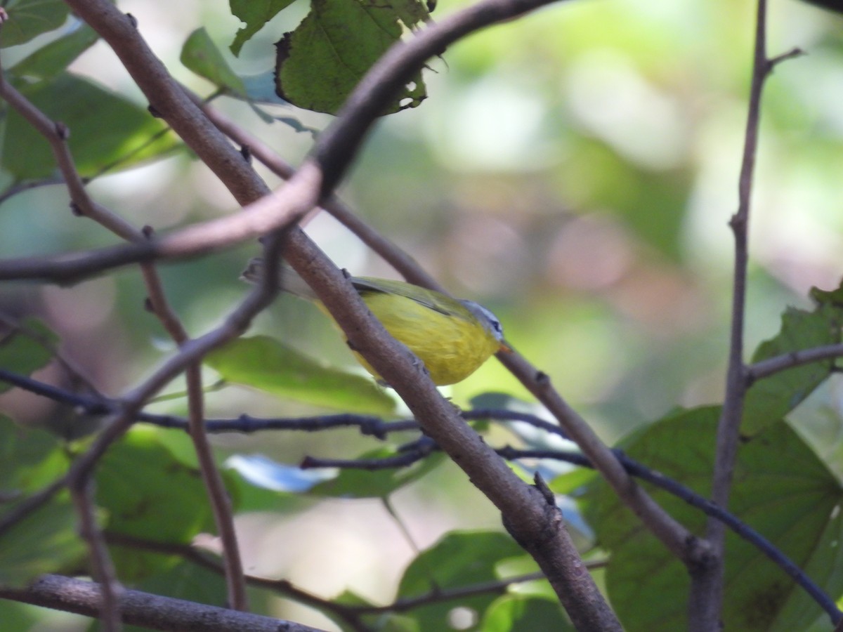 Gray-hooded Warbler - ML627796699